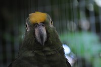 groene amazone papegaai
