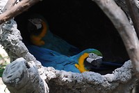 blauwe ara's