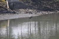 visje vangen