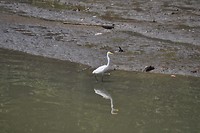 ibis