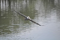 in vogelvlucht