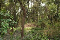 Isla Santay