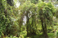 Isla Santay