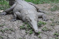 krokodil