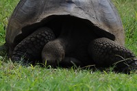 reuzenschildpad