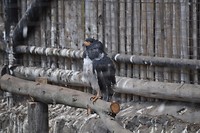 Barred hawk