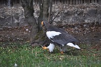 Steller's Sea Eagle