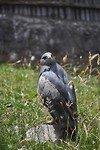 Black-chested Buzzard Eagle
