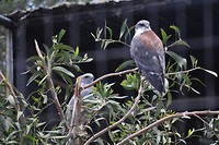 Variable hawk