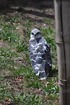 Gray-backed hawk
