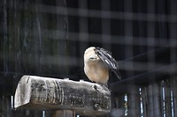 White hawk