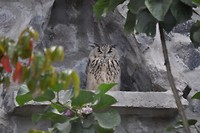 Eurasian Eagle-owl