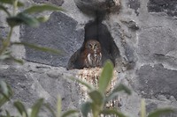 Pacific Pygmy-owl