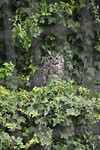Great Horned owl