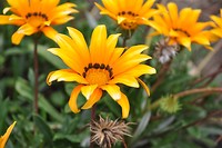 bloemetjes