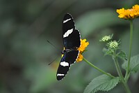 Vlinder