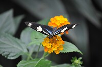 Vlinder