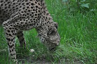 Cheetah