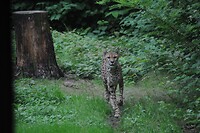 Cheetah