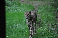 Cheetah