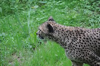 Cheetah