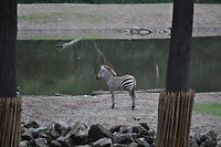 Baby zebra