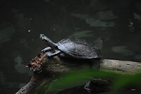 Schildpadje