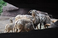 Dikhoornschapen