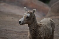 Baby dikhoornschaap