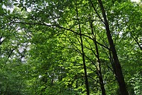 Sonsbeekpark