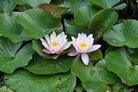 Waterlelies