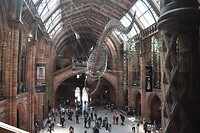 Natural History Museum