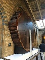 1300 jaar oude sequoia