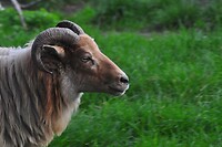 Drents heideschaap