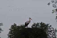 Ooievaar