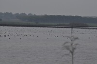 Lagune