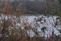 Flamingo's
