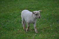 Lammetje
