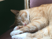 Kattencafé