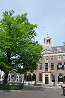 Stadhuis en de Wilhelminaboom