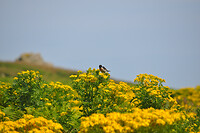 Vogeltje (Linnet?)