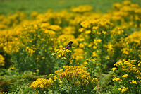 Vogeltje