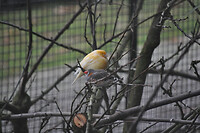 Vogeltjes in de volière