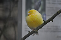 Vogeltjes in de volière