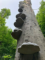 Meijendel