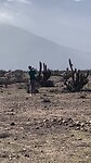 Guanaca's in het wild