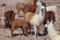 Lama's