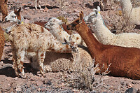 Lama's