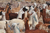 Lama's