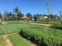 lekkere bio groentjes en kruiden - vegetable village